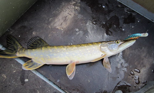 Шнур 800 гр. на липового "эссэсовца"