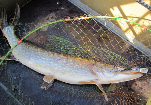 2,2 кг. на "чёрную смерть"