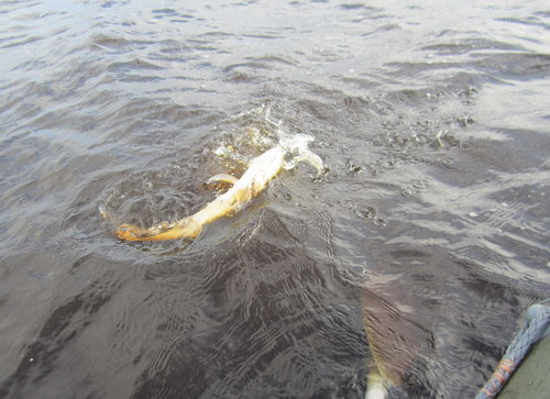 Пока несло по ветру ещё кто-то загнул