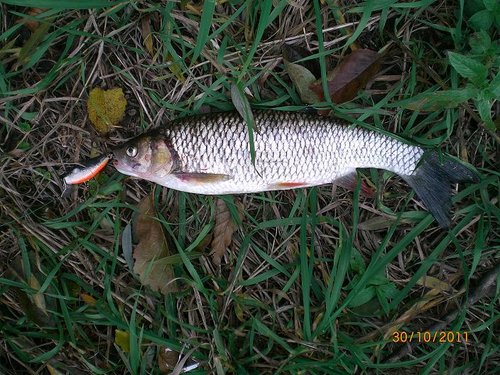 воб - пародия на ВОРОБьЯ, 5 см. рыб - 35см