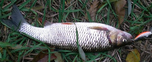 в другом ракурсе. там виднеется красный... таки голавель?.