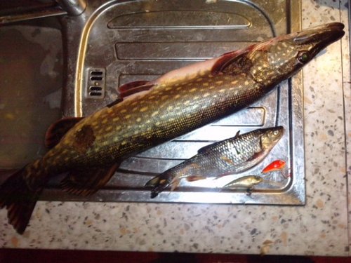 P061111_19.460002 (600 x 450).jpg