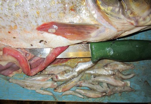 Я насчитал 14 шт. хвостов!