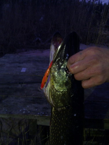 счука предположительно 5-6кг на копию 95 Alex 78