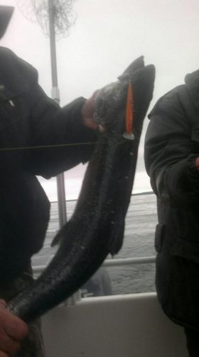 последний улов копчухи 95 мм, на след. поклёвке лопнула леска