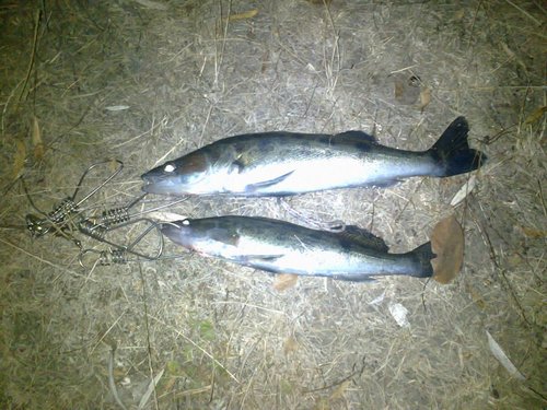 первый день вечером 50 см и 40см не взвешивал