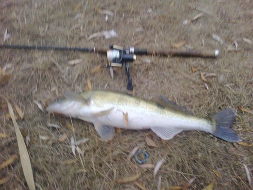 второй день 60 см  1 кг 750гр