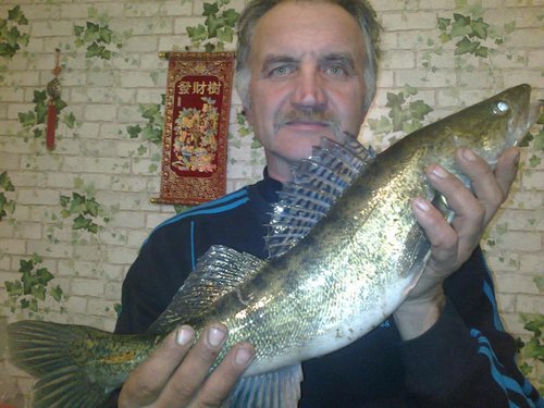 это уже дома, мой первый большой судак