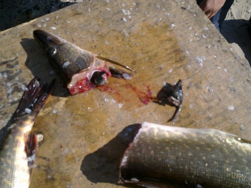 11092011055.jpg (87.27 КБ) 1749 просмотров щука и мышь