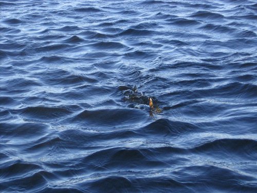 03.12.11 005.jpg (136.69 КБ) 2211 просмотров ДОЛГО УПИРАЛАСЬ!