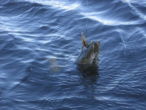 03.12.11 006.jpg (96.28 КБ) 2211 просмотров Но! Оказалась не съедобна:)