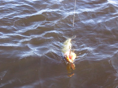 03.12.11 007.jpg (99.27 КБ) 2211 просмотров А эта, вроде съедобна:)