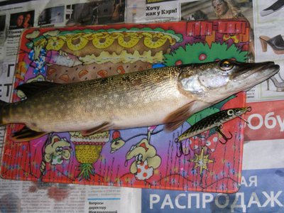 Орудие и его жертва.