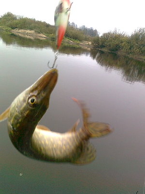 опять горбатый щупака схавал