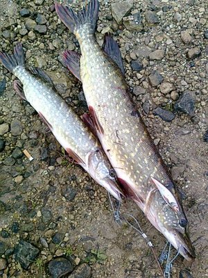 Эти поехали на котлеты, трёшка и кило.