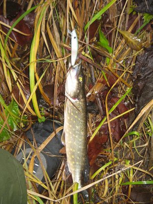 Еще один малек с зубами